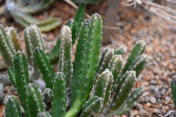 庭の砂漠地帯で成長しているサボテン植物 — ストック写真