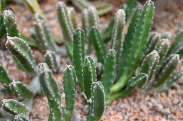 Succulents Kaktusz Növények Növekvő Sivatagi Területen Kertben — Stock Fotó