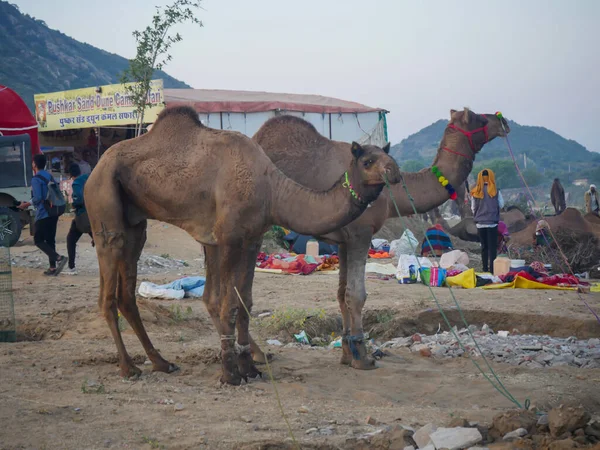 Kameel Verzameld Voor Verkoop India Grootste Kameel Beurs Pushkar Kameel — Stockfoto
