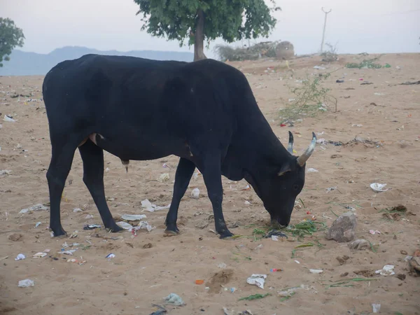 インドの砂漠の村プシュカル ラジャスタン州のゴミの近くで牛を食べる — ストック写真