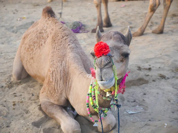 Indian Camel seat on a desert ground and eating food