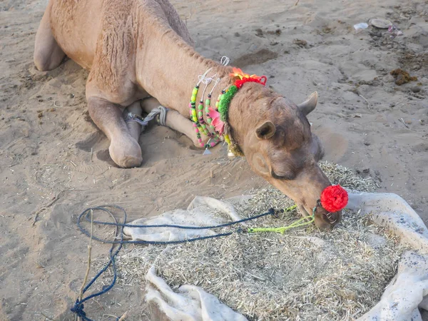 Indian Camel seat on a desert ground and eating food