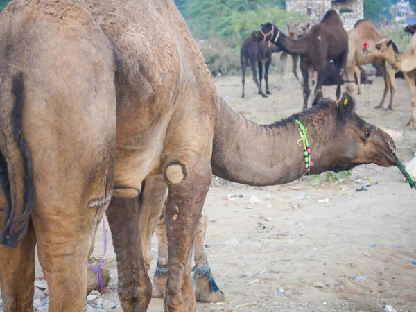 indian camels in desert city pushkar rajasthan
