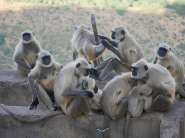 Indická Šedá Langur Hanuman Opice Vojska Odpočívající Hoře — Stock fotografie