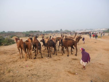 Puşkar, Rajasthan Hindistan - 14 Kasım 2021: Camel ticareti için Pushkar Deve Fuarı 'nda Indias' ta toplandı