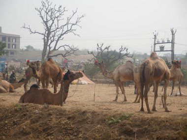 Puşkar, Rajasthan Hindistan - 14 Kasım 2021: Camel ticareti için Pushkar Deve Fuarı 'nda Indias' ta toplandı