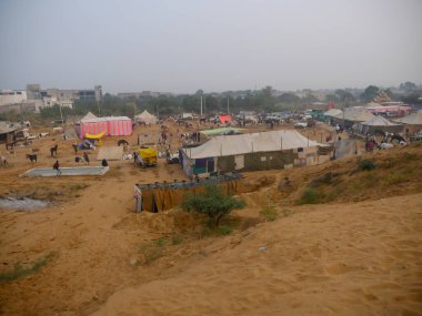 Puşkar, Rajasthan Hindistan - 14 Kasım 2021: Pushkar Deve Fuarı 'ndaki İndias büyükbaş sığır festivalinde atlar ticaret için toplandı.