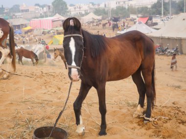 Puşkar, Rajasthan Hindistan - 14 Kasım 2021: Pushkar Deve Fuarı 'ndaki İndias büyükbaş sığır festivalinde atlar ticaret için toplandı.