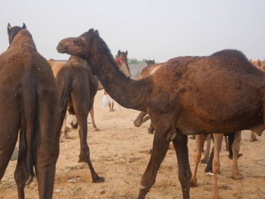 Deve ticareti için Hindistan 'da toplandı.