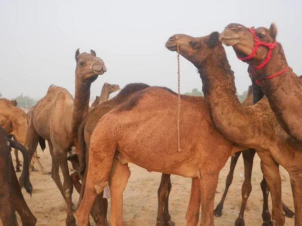 Camels gathered for trade at pushkar camel fair in India