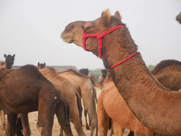 Camels gathered for trade at pushkar camel fair in India