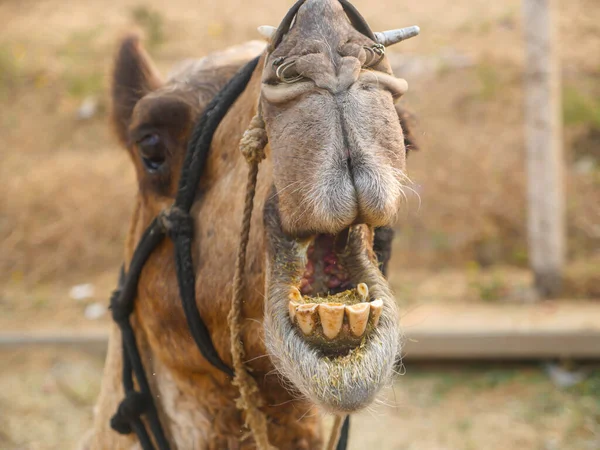 Kamelen Vidöppen Sin Mun Tänderna Och Insidan Munnen Synliga — Stockfoto