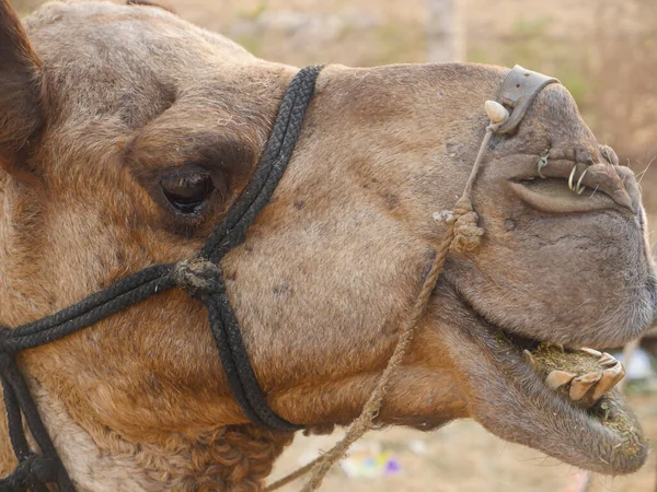 Kamel Seite Gesicht Nahaufnahme Bild Augen Auf Mund Auf Zähne — Stockfoto