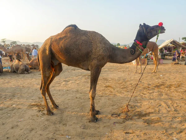 Pushkar Rajasthan India Novembre 2019 Cammelli Sono Riuniti Commercio Festival — Foto Stock
