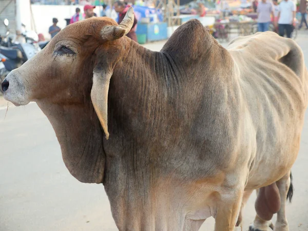 Pushkar, Rajasthan Hindistan - 14 Kasım 2021: Hint caddesi ve yolunda özgürce dolaşan bir öküz