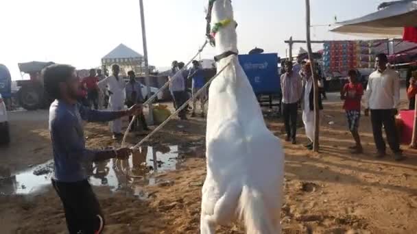 Pushkar Rajasthan Indie Listopadu 2019 Chov Koní Skok Bílého Koně — Stock video