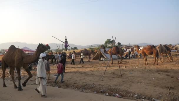 Pushkar Rajastán India Noviembre 2019 Feria Del Camello Pushkar Camellos — Vídeos de Stock