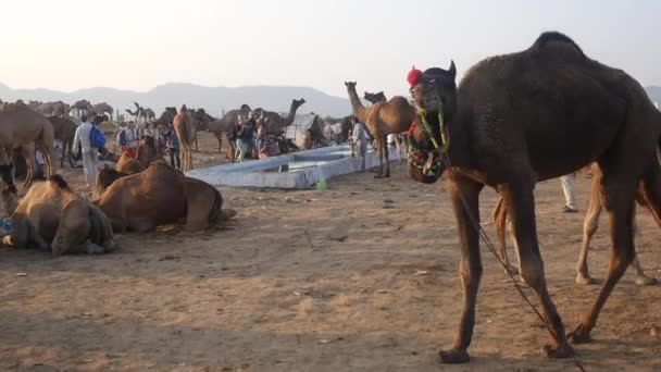 Pushkar Rajasthan Indien November 2019 Kamelpromenader Och Kameler Samlades För — Stockvideo