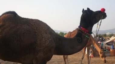 Pushkar, Rajasthan Hindistan - 04 Kasım 2019: Deve çiğneme gıda, Hindistan çöl kırsal köy geçmişi.