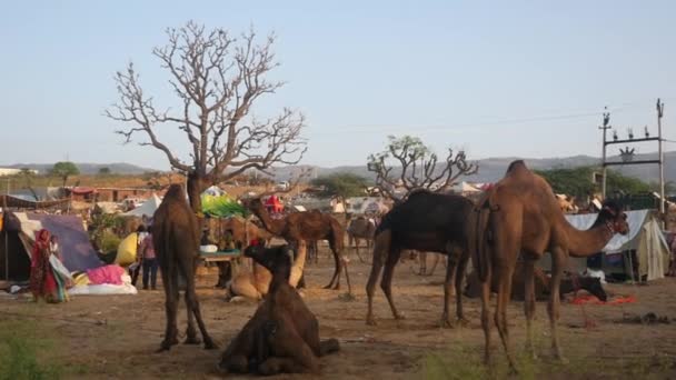 普什卡 拉贾斯坦邦 2019年11月4日 骆驼在普什卡骆驼交易会 Pushkar Camel Fair 上交易 住在集市临时帐篷里的村民 — 图库视频影像