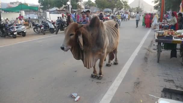 Pushkar Rajasthan India November 2019 Bull Staat Midden Weg Het — Stockvideo