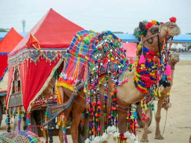 Hindistan çöl şehrinde turistler ve gezginler için dekore edilmiş Deve Arabası. 