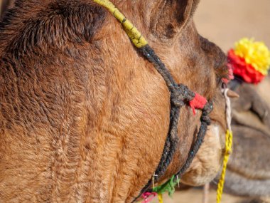 Madalyalı Deve Surat Hindistan çölünün kırsal kesiminde yakın çekim