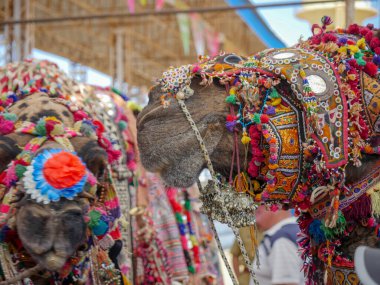 Madalyalı Deve Surat Hindistan çölünün kırsal kesiminde yakın çekim