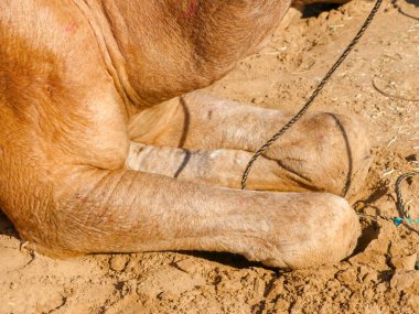 Hint deve resmi oturma konumunda.