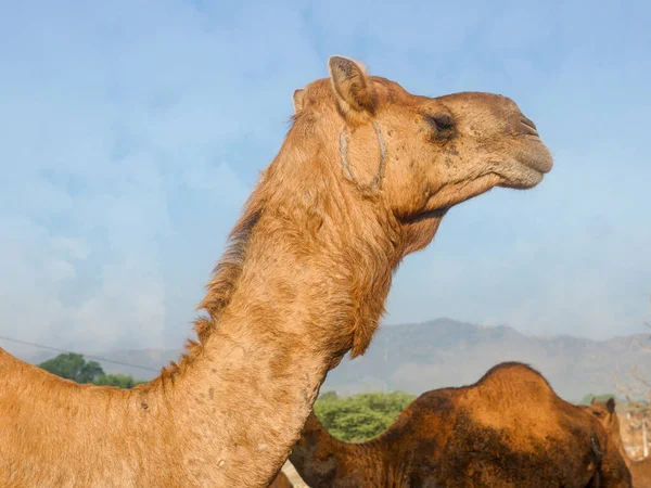 Dekorierte Kamelgesicht Großaufnahme Bild Indischen Wüste Ländlichen Dorf — Stockfoto