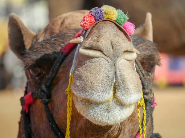 Decorated Camel Face Close Picture Indian Desert Rural Village — Stock Photo, Image