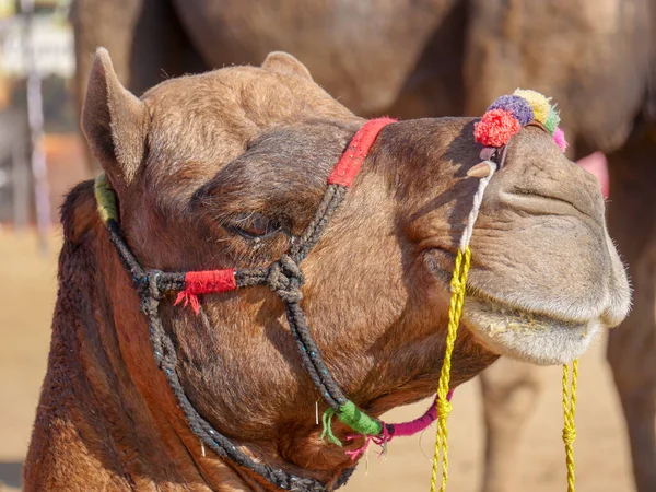 Decorated Camel Face Close Picture Indian Desert Rural Village — Stock Photo, Image