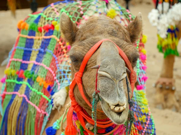 Decorated Camel Face Close up Picture in Indian desert rural village
