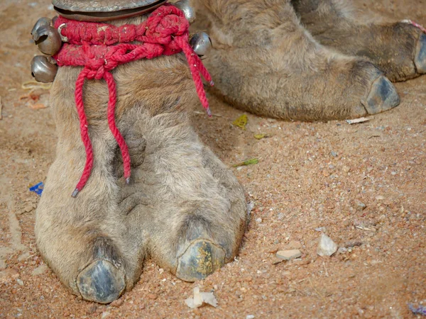 インドのラクダのつま先毛を閉じる画像 — ストック写真
