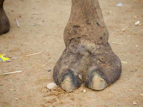 Indian Camel Toe Hairy Close Picture — Stock Photo, Image