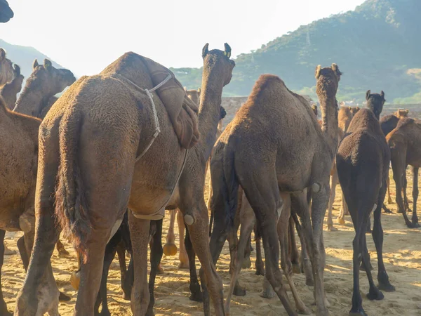 Camels gathered for trade at pushkar camel fair in India