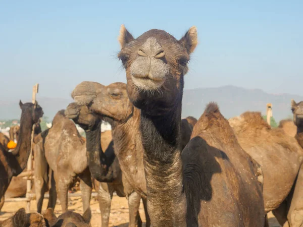 Kamele Versammelten Sich Zum Handel Auf Der Kamelmesse Indien — Stockfoto