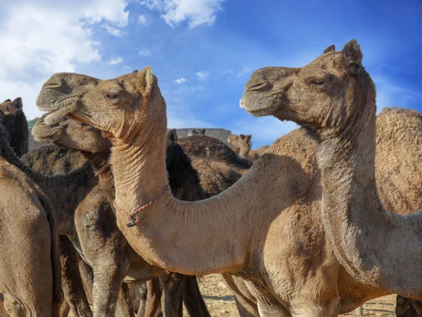 Camels gathered for trade at pushkar camel fair in India