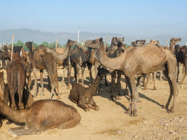 Camels gathered for trade at pushkar camel fair in India