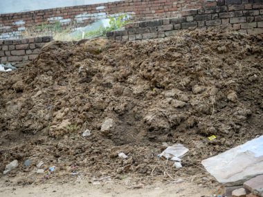 Hindistan köyünün kırsal bölgelerinde biyolojik gübre olarak inek gübresi toplandı..