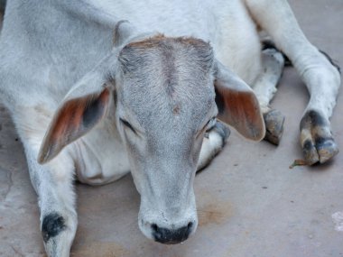 İnekler Hint köyü yolunda oturur ve dinlenir..