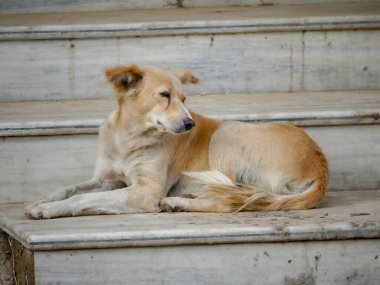 Hindistan 'daki sokak köpeği Hindistan' ın kırsal kesimlerinde özgürce dolaşıyor..