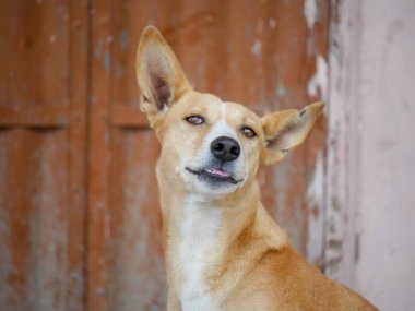 Hindistan 'daki sokak köpeği Hindistan' ın kırsal kesimlerinde özgürce dolaşıyor..