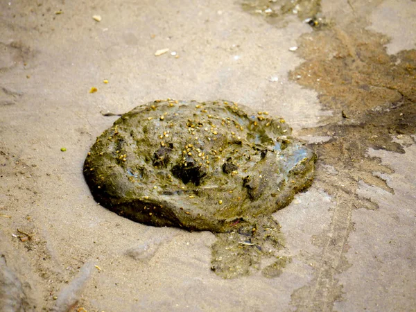 Cow dung gathered in indian village rural areas as bio fertilizer.