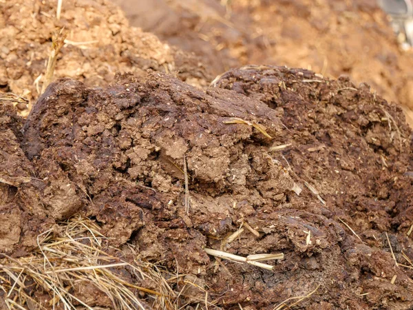 Cow dung gathered in indian village rural areas as bio fertilizer.
