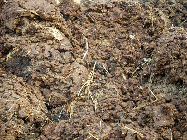 Colheita Esterco Vaca Áreas Rurais Aldeia Indígena Como Fertilizante Biológico — Fotografia de Stock