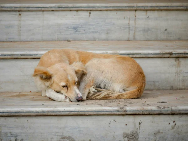 Street dog in india roaming freely in indian village rural city street road.