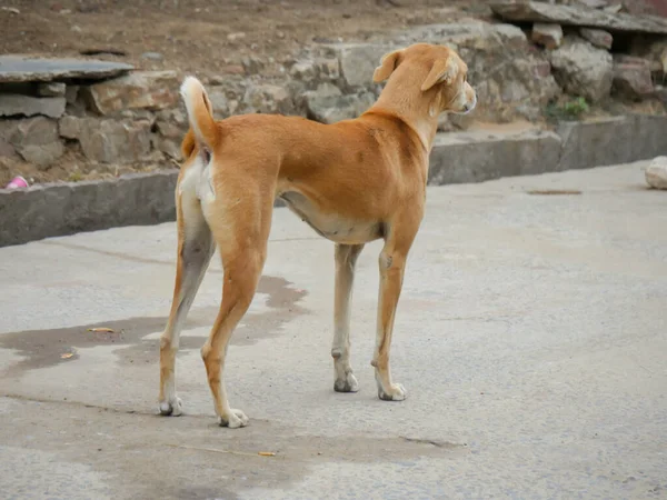 Street dog in india roaming freely in indian village rural city street road.