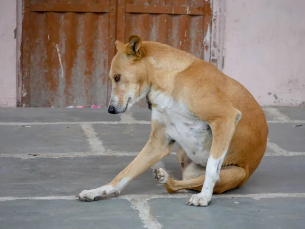 Street dog in india roaming freely in indian village rural city street road.