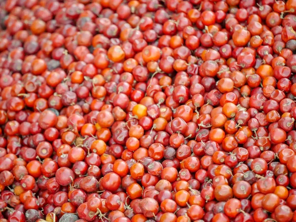 Heap of Red Indian jujube also known as Chinee apple, Chinese apple, jujube, Indian plum, masau, ber, cottony jujube, dungs